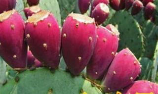 火龙果与仙人掌果有啥关系 火龙果与仙人掌果有啥关系