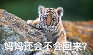 动物园老虎咬人视频 动物园老虎咬人视频