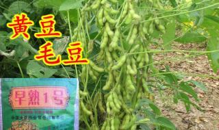 黄豆和毛豆是不是一种东西 黄豆和毛豆是不是一种东西