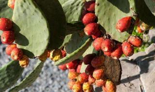 火龙果与仙人掌果有啥关系 火龙果与仙人掌果有啥关系